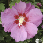 Hibiscus syriacus 'Pink Giant' : conteneur 5 litres